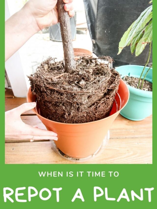 HOW TO CARE DEAD PLANT